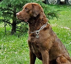 Wally