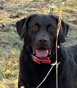 Dolly